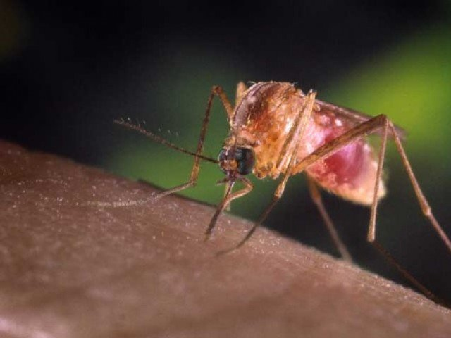 Call to create unified front for combating malaria