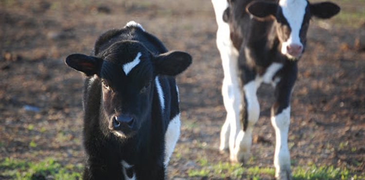 Cow-to-cow transmission a factor in bird flu spread