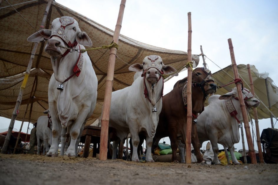 Karachi: Asia's largest cattle market will be decorated from May 10