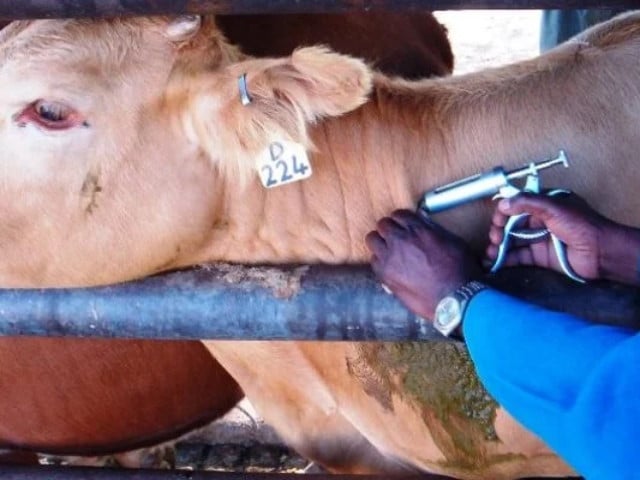 Livestock experts urge vaccinations