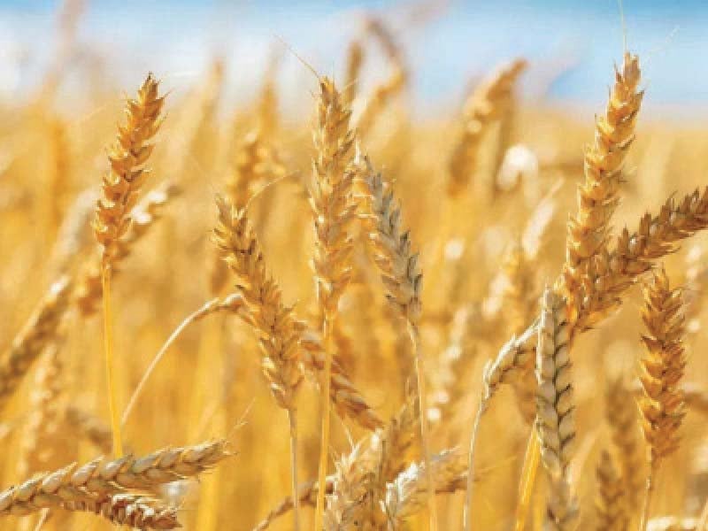 mpas demand to rethink the wheat policy in punjab photo file