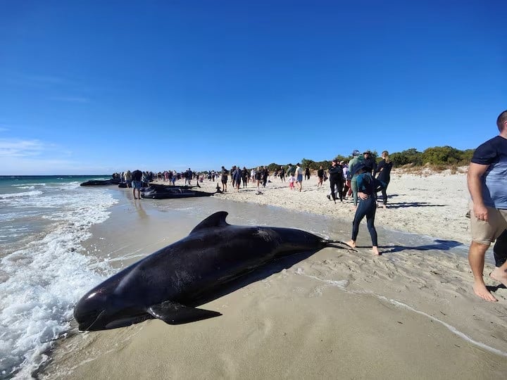 people walk near whales stranded on a beach at toby s inlet dunsborough australia april 25 2024 photo reuters