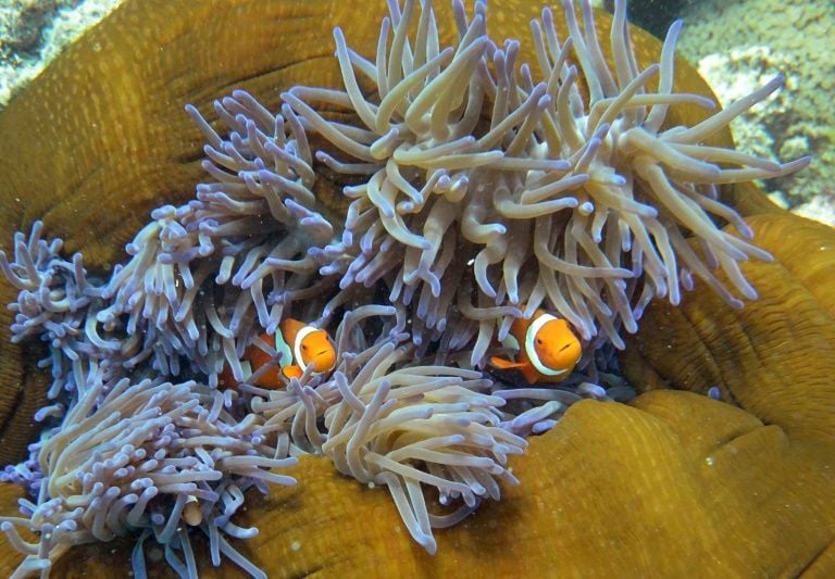 australia sees second year of barrier reef bleaching the reef contributes billions of dollars to the australian economy through tourism fishing and scientific research photo afp