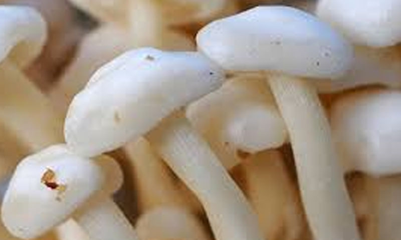 The protein, vitamin D, calcium, and phosphorus present in mushrooms are very useful for the human body