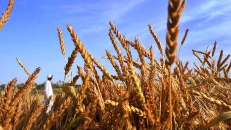 FPCCI urges govt action on wheat prices