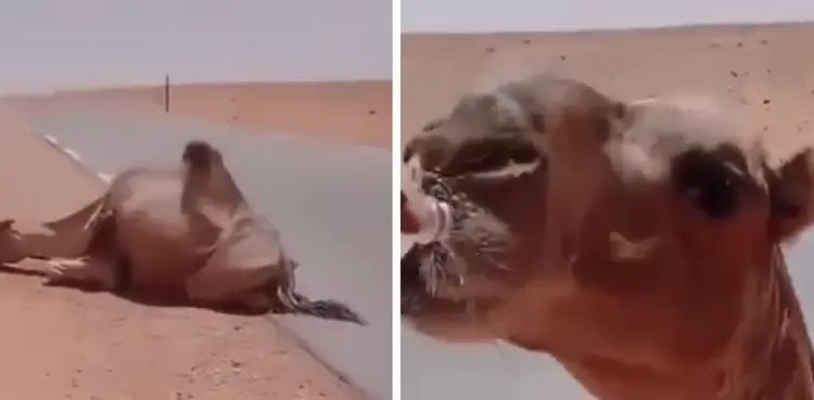 Man saves thirsty camel's life by offering water